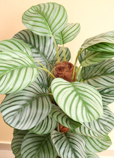 Artificial Calathea Orbifolia 130cm