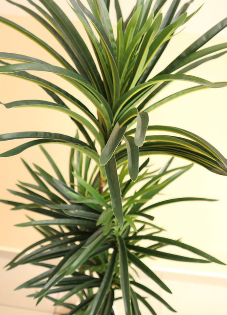 Artificial Dracaena Marginata 150cm