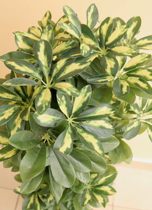 Artificial Schefflera arboricola &#8220;Gold Capella&#8221; 120cm