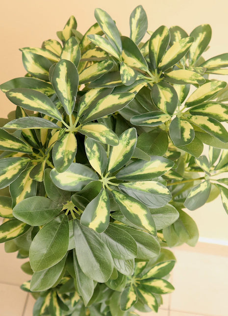 Artificial Schefflera arboricola &#8220;Gold Capella&#8221; 120cm