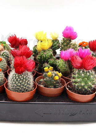 Ornamental Cactus 5-8cm