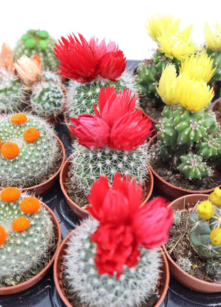 Ornamental Cactus 5-8cm