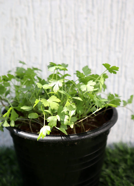 Parsley Agrimax Seeds