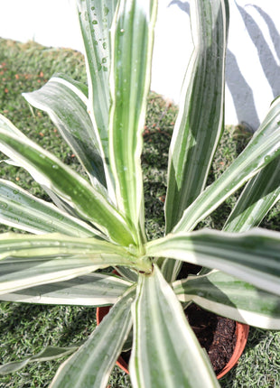 Dracaena Deremensis &#8220;Warneckii&#8221;