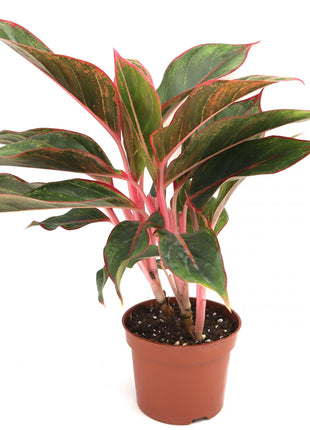 Aglaonema Sp (wishes)