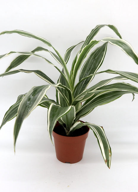 Dracaena Deremensis &#8220;Warneckii&#8221;