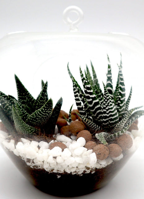 Mini succulents Haworthia in Transparent pot &#8220;Terrarium&#8221;