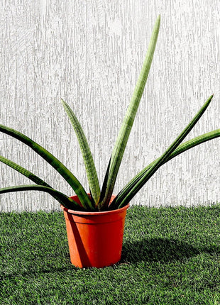 Sansevieria Desertii &#8220;Sansevieria Cylindrica Skyline