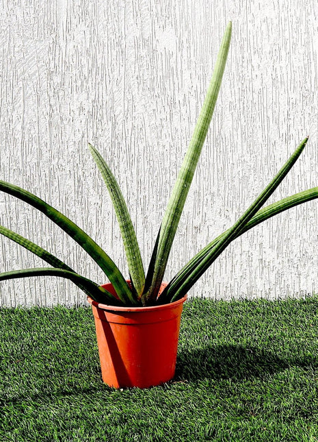 Sansevieria Desertii &#8220;Sansevieria Cylindrica Skyline