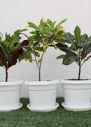 Croton Mix Plants set