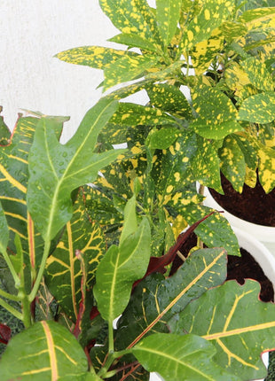 Croton Mix Plants set