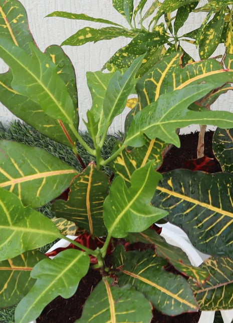 Croton Mix Plants set