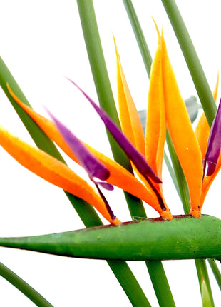 Strelitzia Reginae or Bird of Paradise طائر الجنة (Indoor No Flowers) 30 – 40cm