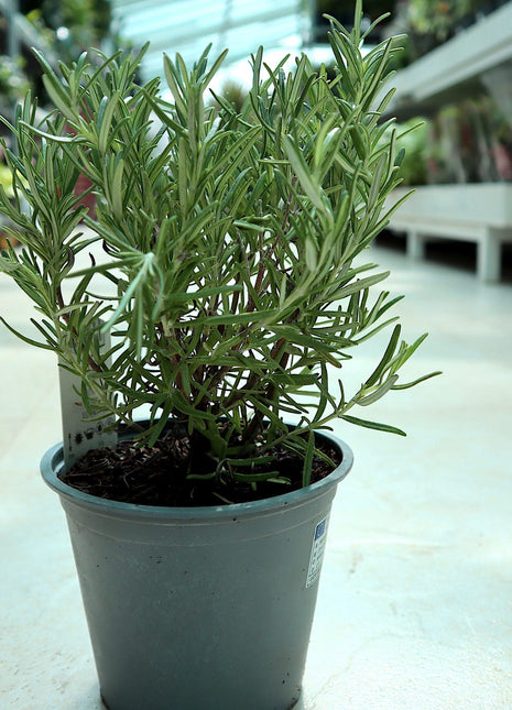 Rosemary Herb Indoor &#8220;Rosmarinus Officialis&#8221;
