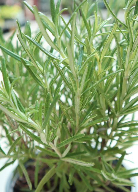 Rosemary Herb Indoor &#8220;Rosmarinus Officialis&#8221;