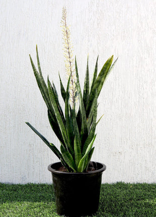 Sansevieria Green Zeylanica &#8220;Bowstring Hemp&#8221; 30-40 cm