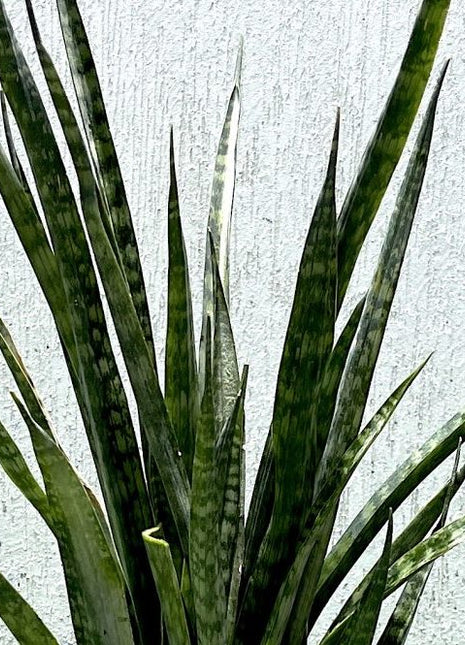 Sansevieria Green Zeylanica &#8220;Bowstring Hemp&#8221; 30-40 cm