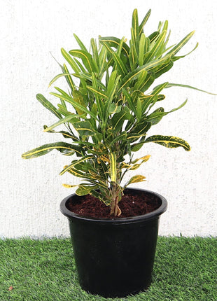 Croton Banana Yellow Plant &#8220;Indoor &amp; Outdoor&#8221; 6ltr pot