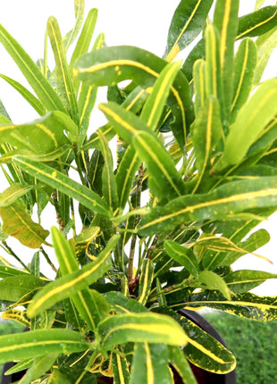 Croton Banana Yellow Plant &#8220;Indoor &amp; Outdoor&#8221; 6ltr pot