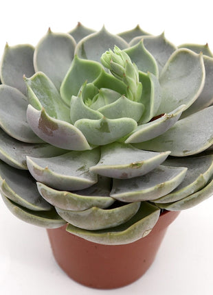 Echeveria Succulent