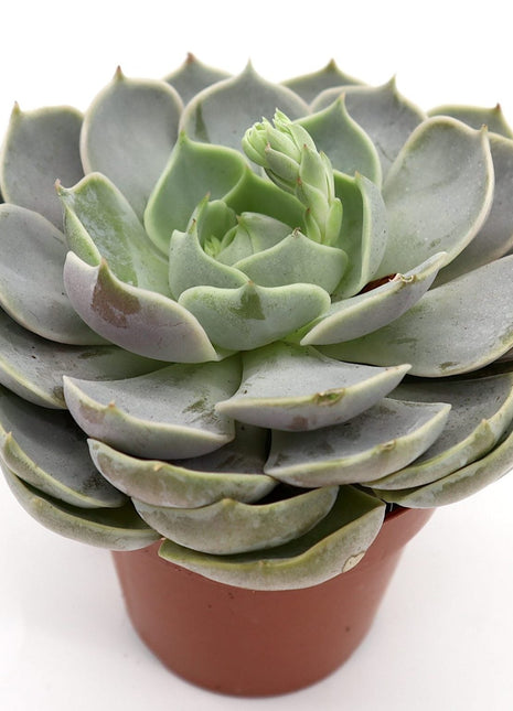 Echeveria Succulent