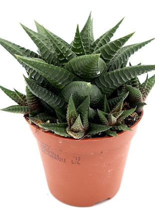 Haworthia Fasciata &#8220;Big Band or Zebra Cactus&#8221; 10-15cm