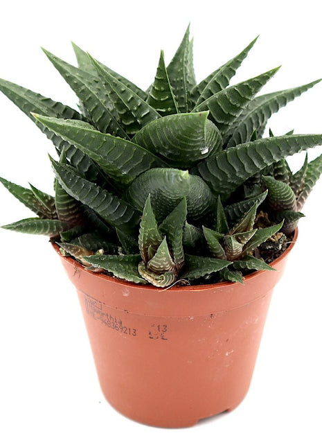 Haworthia Fasciata &#8220;Big Band or Zebra Cactus&#8221; 10-15cm