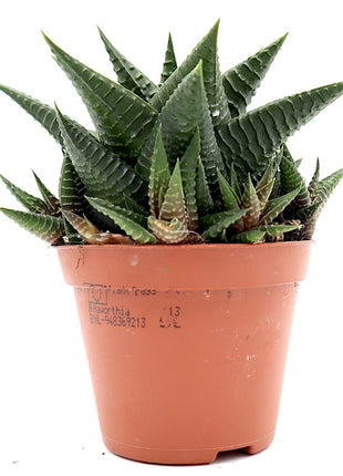 Haworthia Fasciata &#8220;Big Band or Zebra Cactus&#8221; 10-15cm