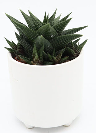 Haworthia Fasciata &#8220;Big Band or Zebra Cactus&#8221; 10-15cm