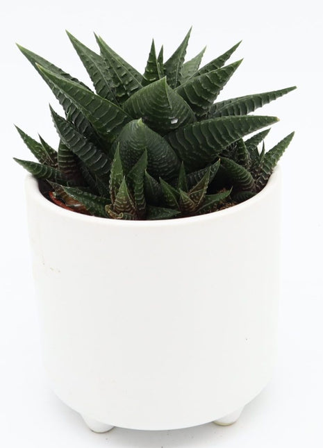 Haworthia Fasciata &#8220;Big Band or Zebra Cactus&#8221; 10-15cm