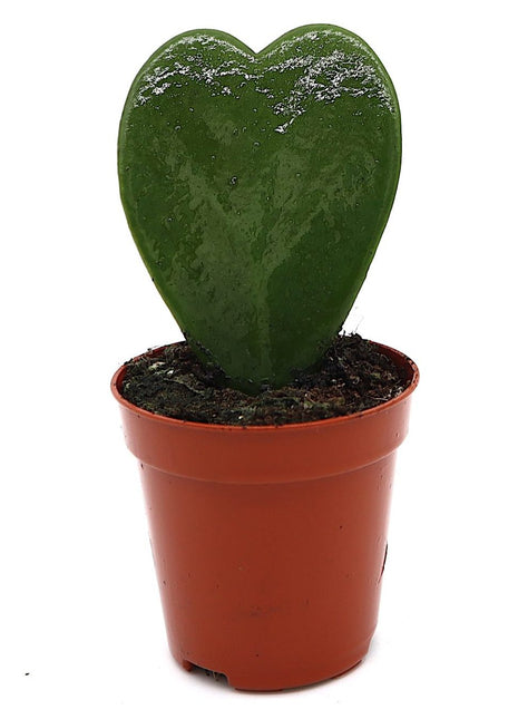 Lucky Heart &#8220;Hoya Kerrii&#8221; 5-8cm