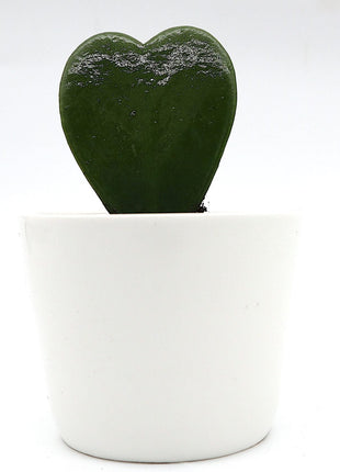 Lucky Heart &#8220;Hoya Kerrii&#8221; 5-8cm