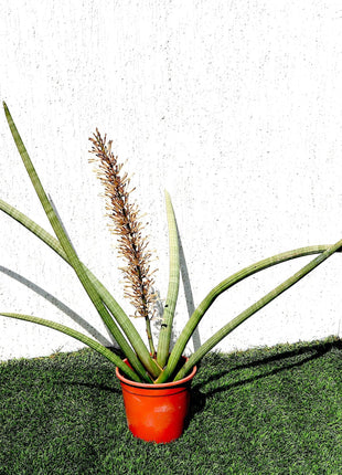 Sansevieria Desertii &#8220;Sansevieria Cylindrica Skyline