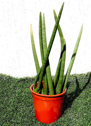 Sansevieria Desertii &#8220;Sansevieria Cylindrica Skyline