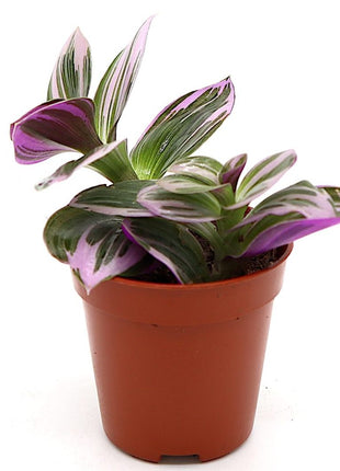 Tradescantia nanouk or Fantasy Venice