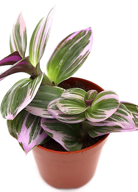 Tradescantia nanouk or Fantasy Venice