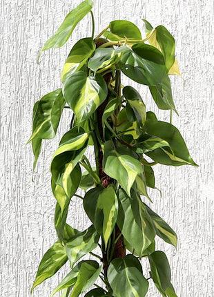 Scindapsus Brasil 80-90cm