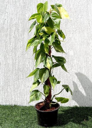 Scindapsus Brasil 80-90cm