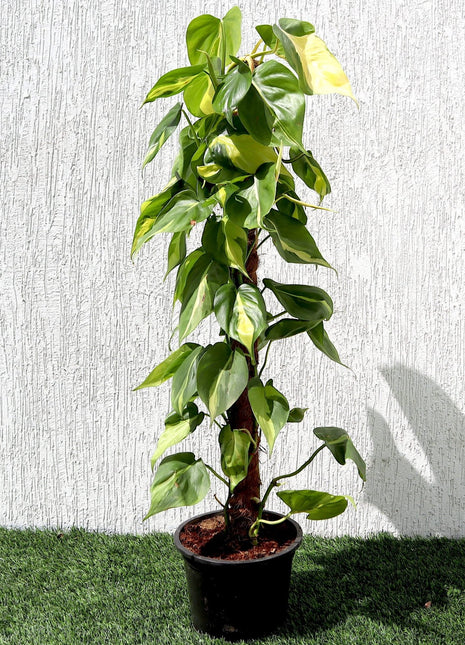 Scindapsus Brasil 80-90cm
