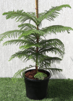 Araucaria Heterophylla Indoor &#8220;Norfolk Island Pine&#8221;