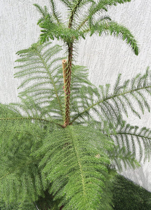 Araucaria Heterophylla Indoor &#8220;Norfolk Island Pine&#8221;