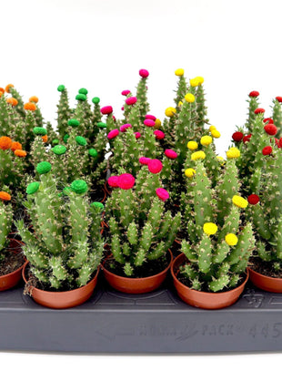 Cactus Opuntia Subulata Indoor | Austrocylindropuntia subulata 5-8cm