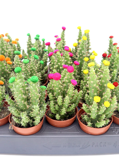 Cactus Opuntia Subulata Indoor | Austrocylindropuntia subulata 5-8cm