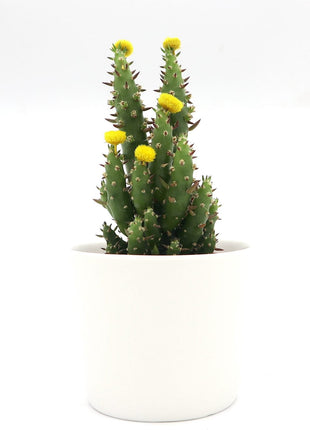 Cactus Opuntia Subulata Indoor | Austrocylindropuntia subulata 5-8cm