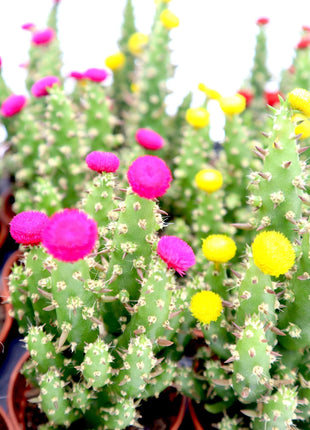 Cactus Opuntia Subulata Indoor | Austrocylindropuntia subulata 5-8cm