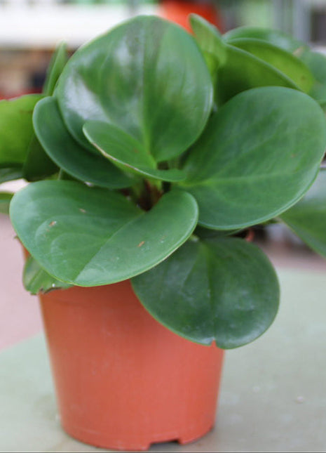 Peperomia Obtusifolia, Baby Rubber Plant or Pepper face  10 &#8211; 15cm