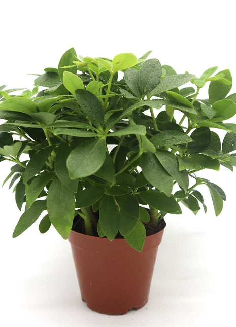 Schefflera arboricola | Compacta | Dwarf Umbrella Tree 25-30cm