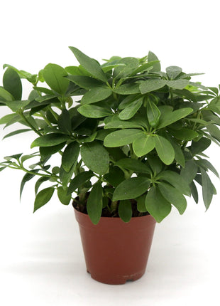 Schefflera arboricola | Compacta | Dwarf Umbrella Tree 25-30cm