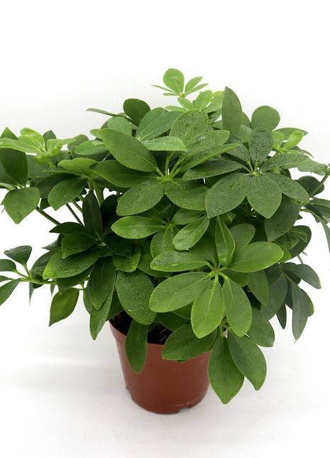 Schefflera arboricola | Compacta | Dwarf Umbrella Tree 25-30cm