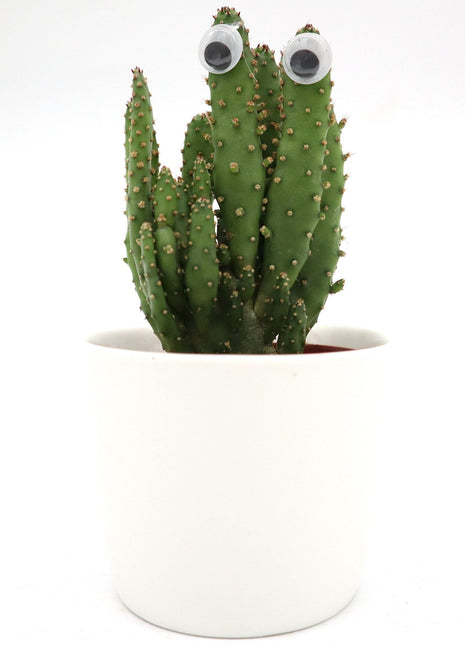 Opuntia Monacantha mini Indoor | Barbary fig 5-8cm